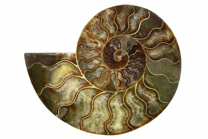 Cut & Polished Ammonite Fossil (Half) - Madagascar #345624